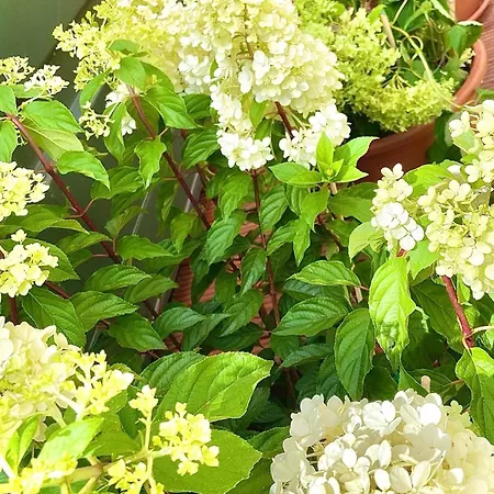 Designer Tiny House With Wraparound Sun Terrace & Garden Lounge Апартаменты *