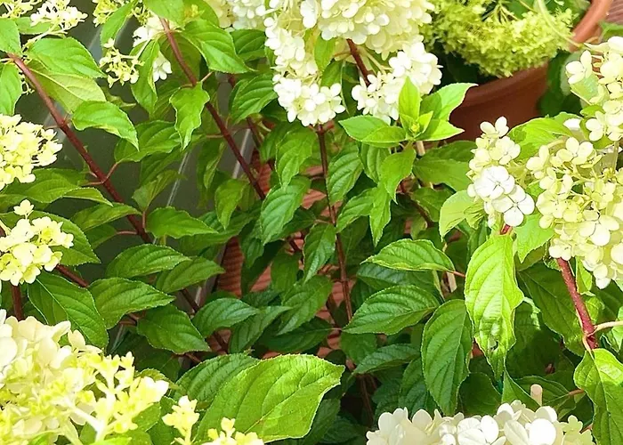 Designer Tiny House With Wraparound Sun Terrace & Garden Lounge Apartamento *