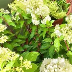 Designer Tiny House With Wraparound Sun Terrace & Garden Lounge Appartement *